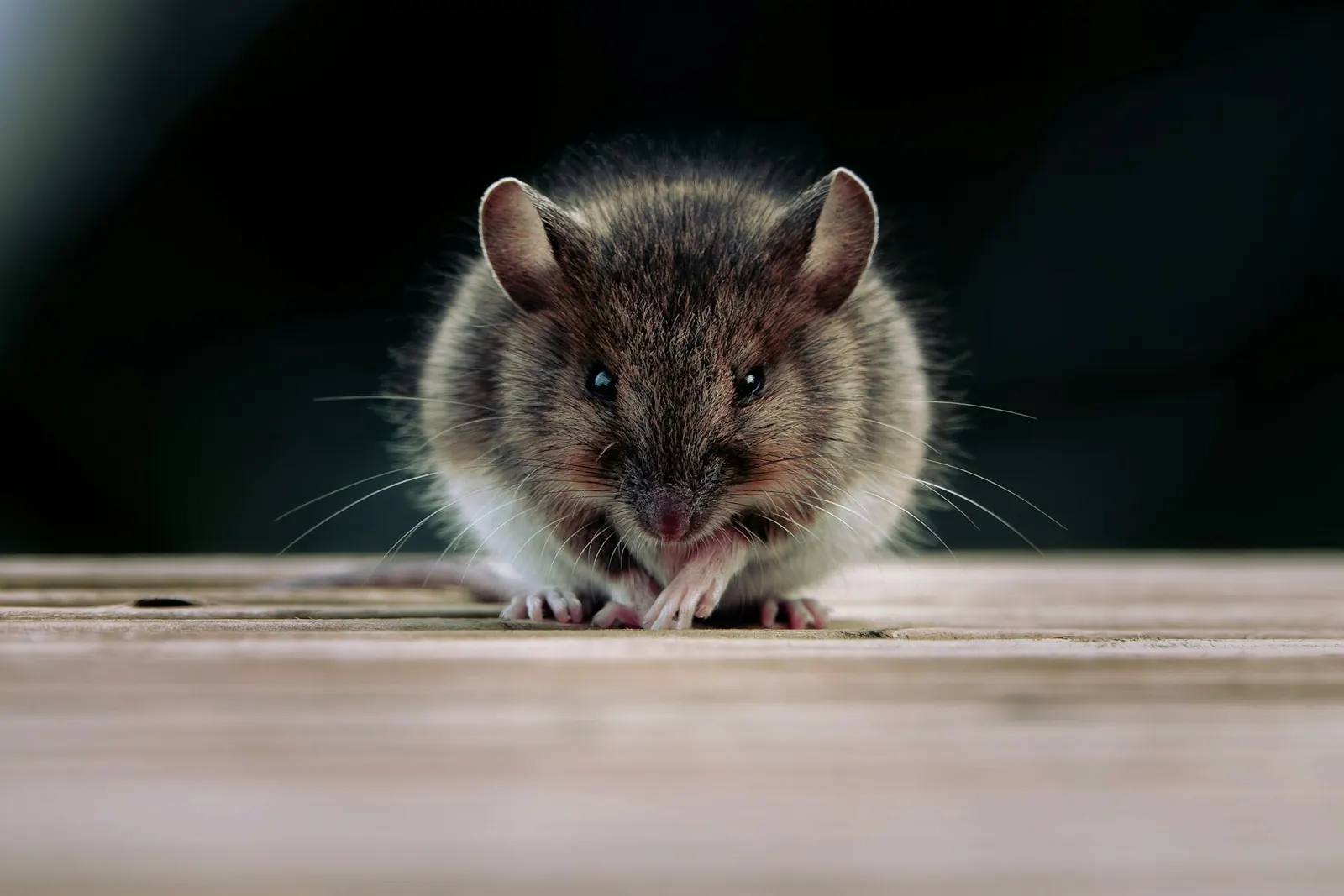 Wild house mouse sitting on a weathered wooden surface.