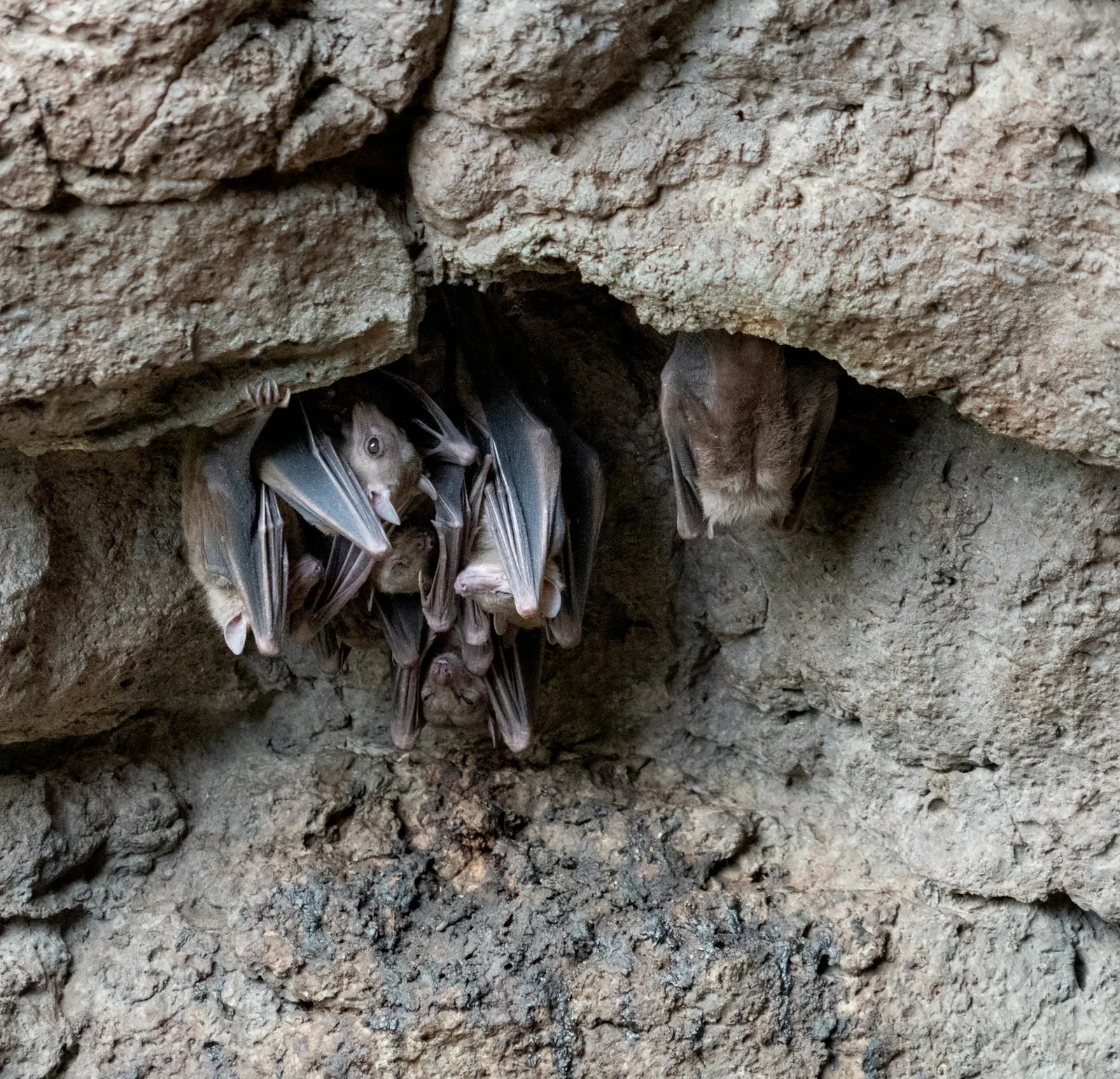 Group of bats roosting upside down on a rock surface.