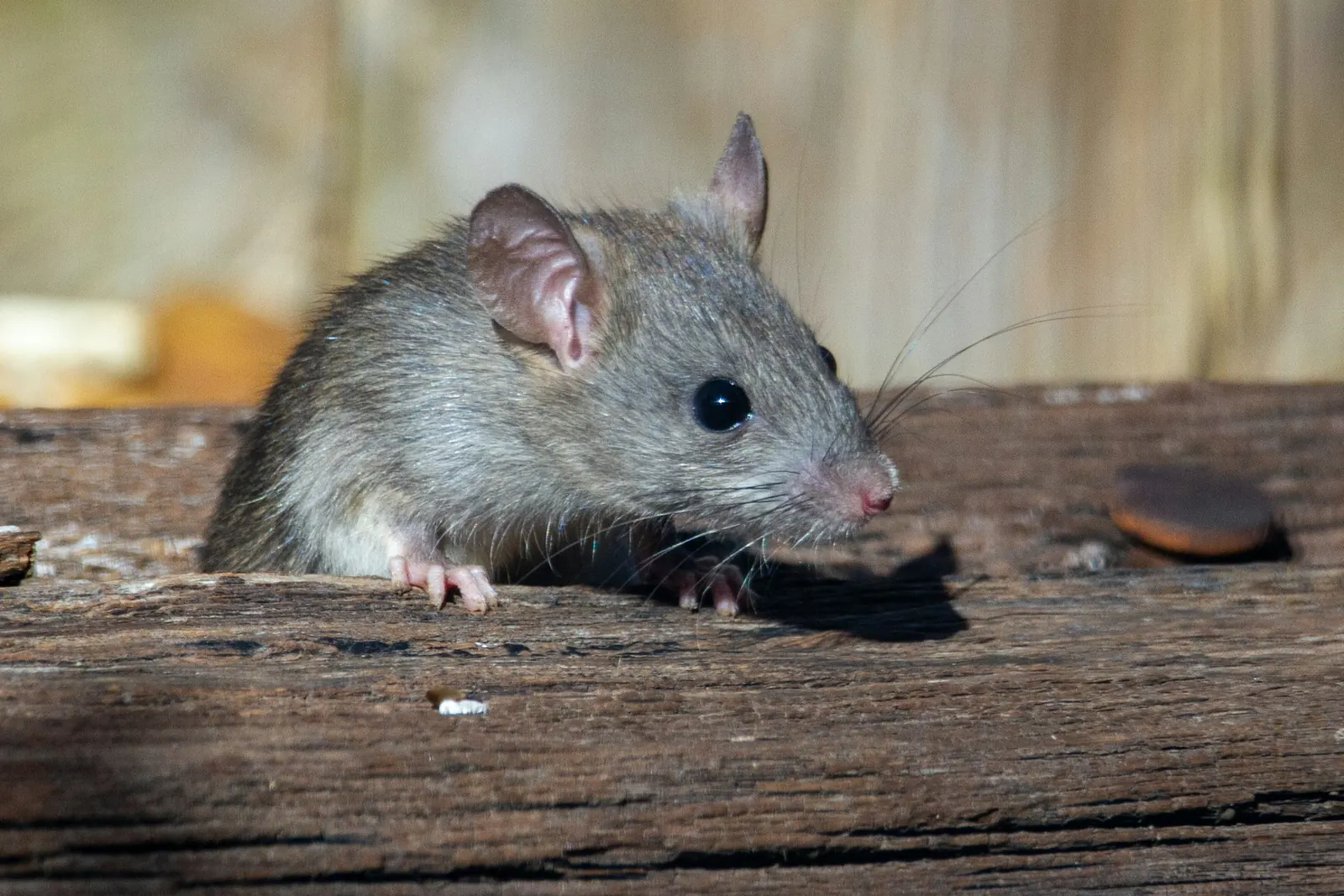 Roof rat peeking between weathered wooden railroad ties.