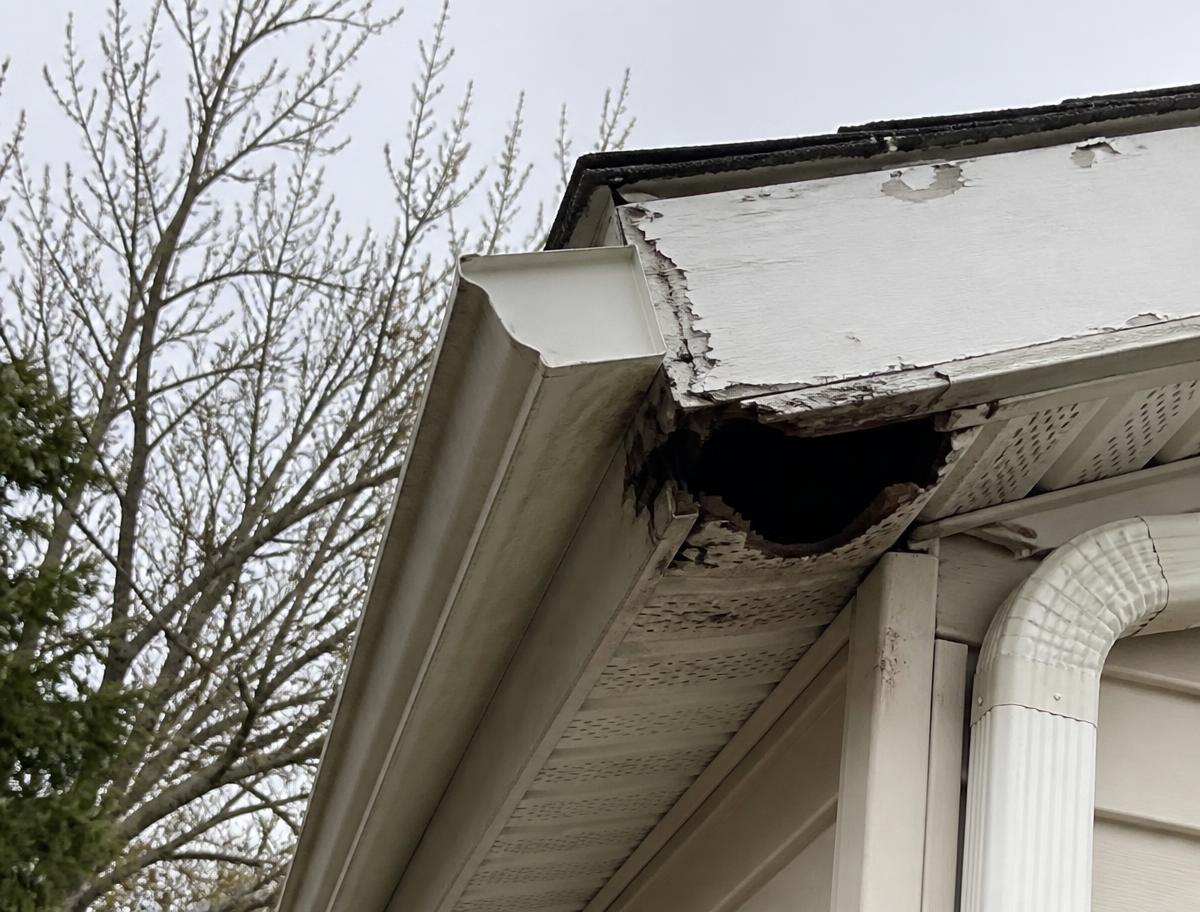 Damaged roof trim and gable vent showing a wildlife entry gap on a residential structure
