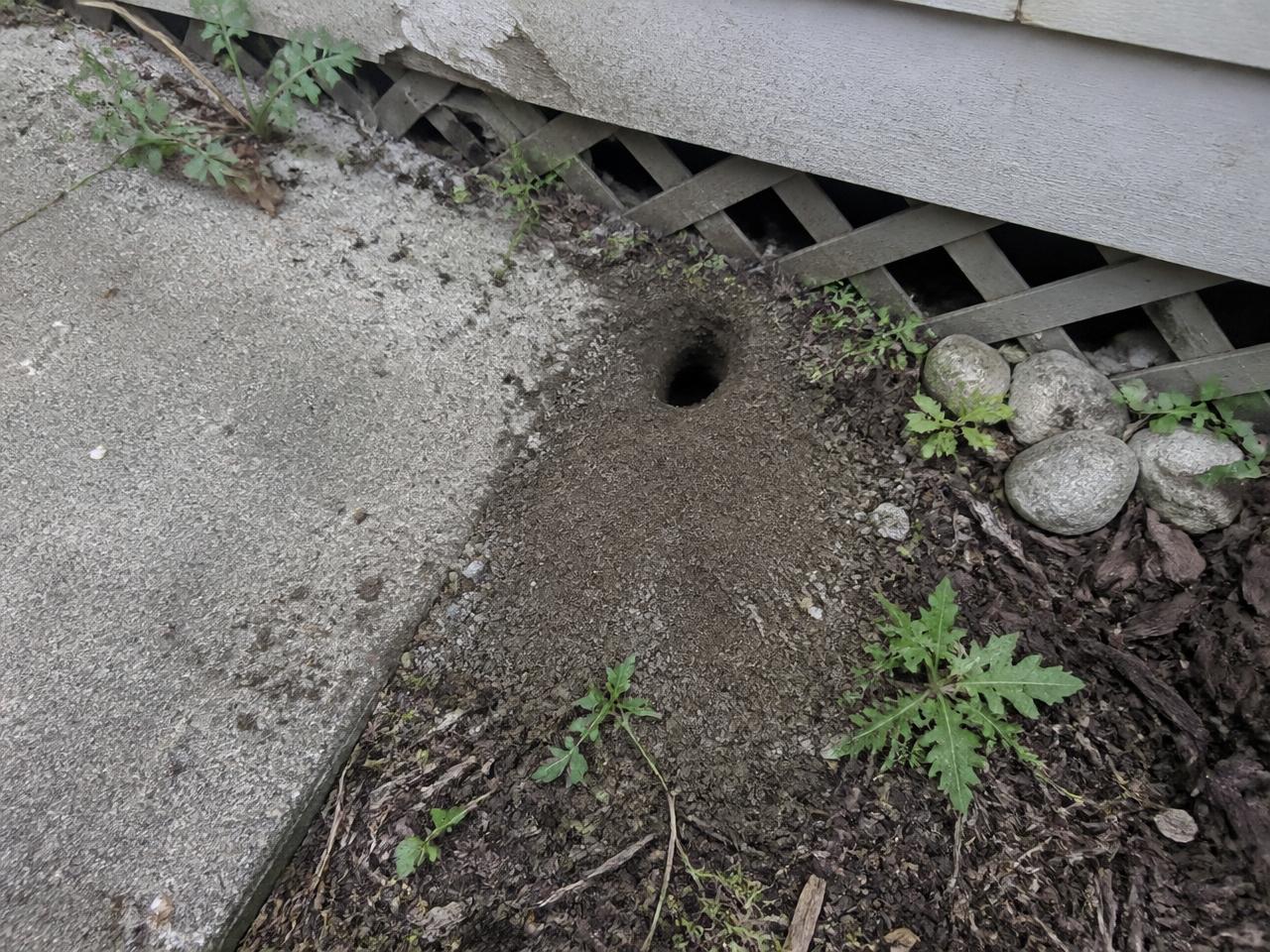 Ground opening in soil beside a concrete slab and deck skirting at the edge of a residential structure